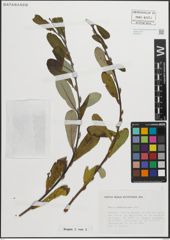 Foto von Salix pedicellata Desf.